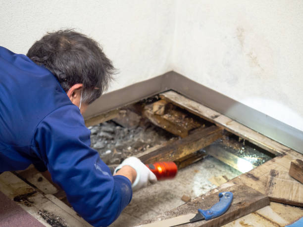 Best Attic Mold Removal  in Kerens, TX