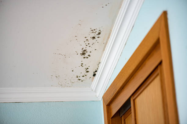 Best Fast Mold Removal  in Kerens, TX