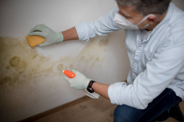 Best Same-Day Mold Removal  in Kerens, TX
