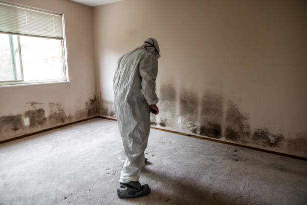 Mold Removal and Inspection in Kerens, TX