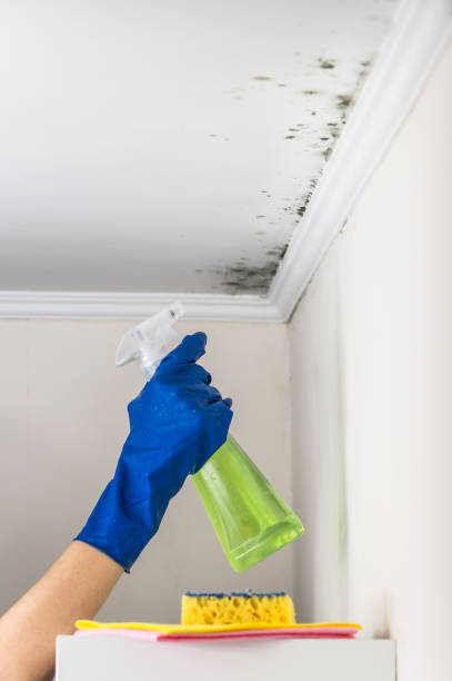 Best Black Mold Removal  in Kerens, TX